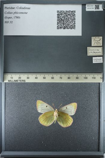 Media type: image;   Entomology 181796
